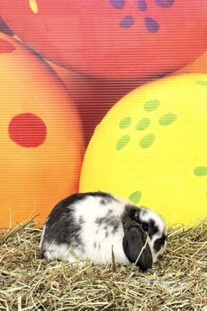 IC3– Broken Black Steel Mini Lop Doe