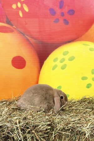 GJ1– Lynx Mini Lop Doe