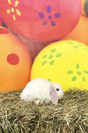 GJ2– Broken Magpie Mini Lop Doe