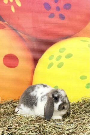 GJ3– Broken Opal Mini Lop Doe