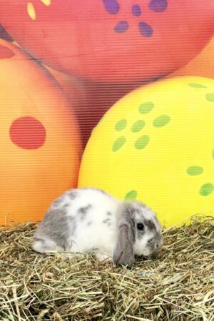 GJ4– Broken Blue Chinchilla Mini Lop Buck
