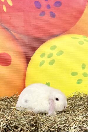 GJ5– Broken Magpie Mini Lop Buck