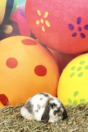 DMK2-Broken Chestnut Mini Lop Buck