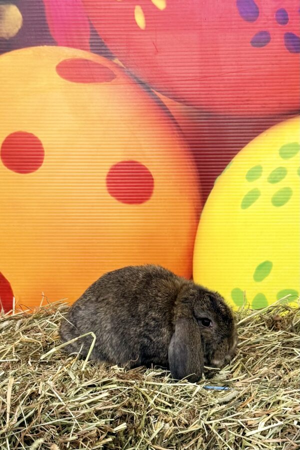 DMK4– Harlequinized Chestnut Mini Lop Doe | Star Dust's Rabbitry