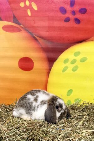 DMK6- Broken Chestnut Mini Lop Doe