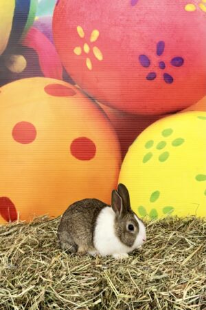 BY2– Gray Dutch Buck