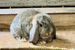 DACS1– Chestnut Mini Lop Doe