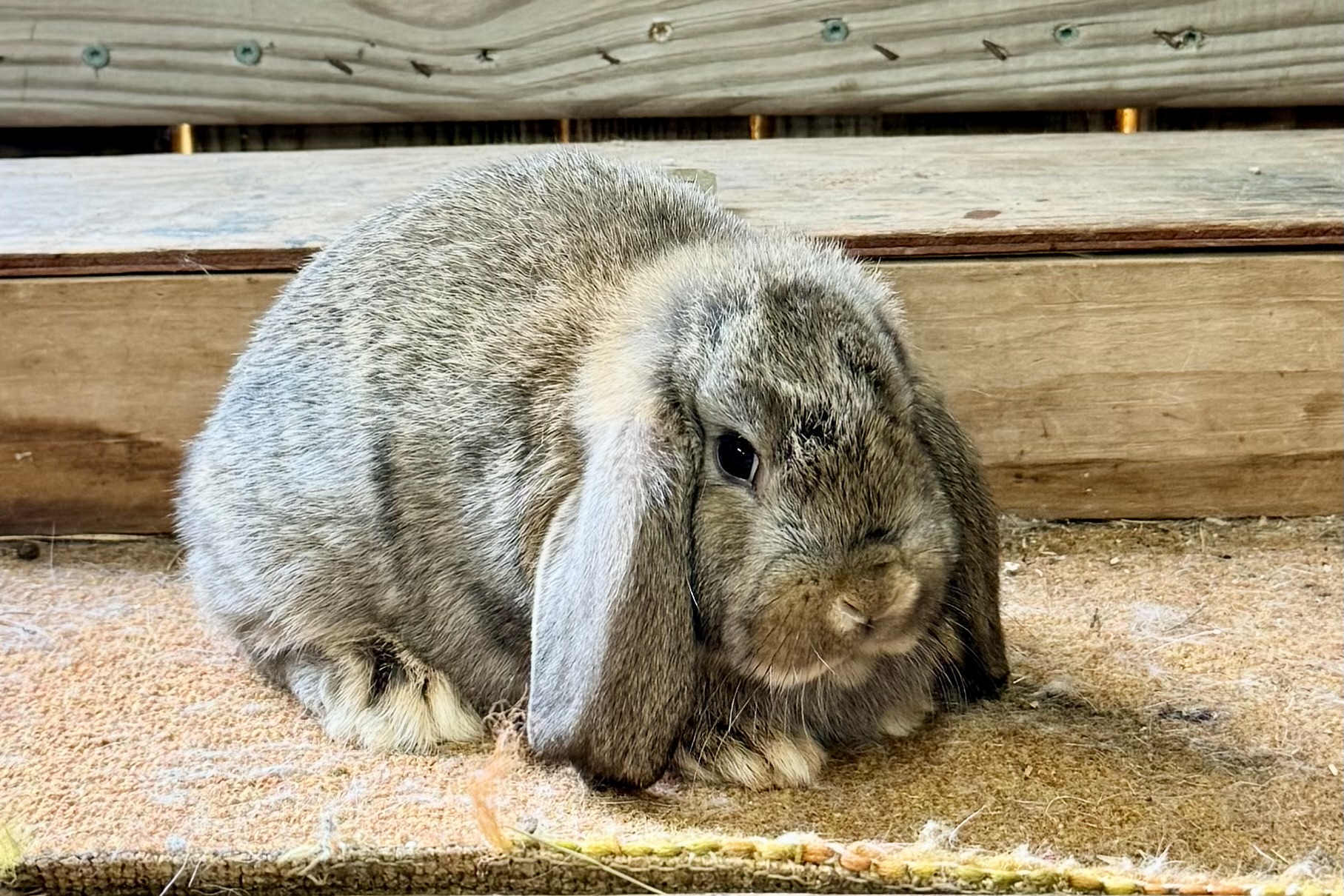 DACS1– Chestnut Mini Lop Doe