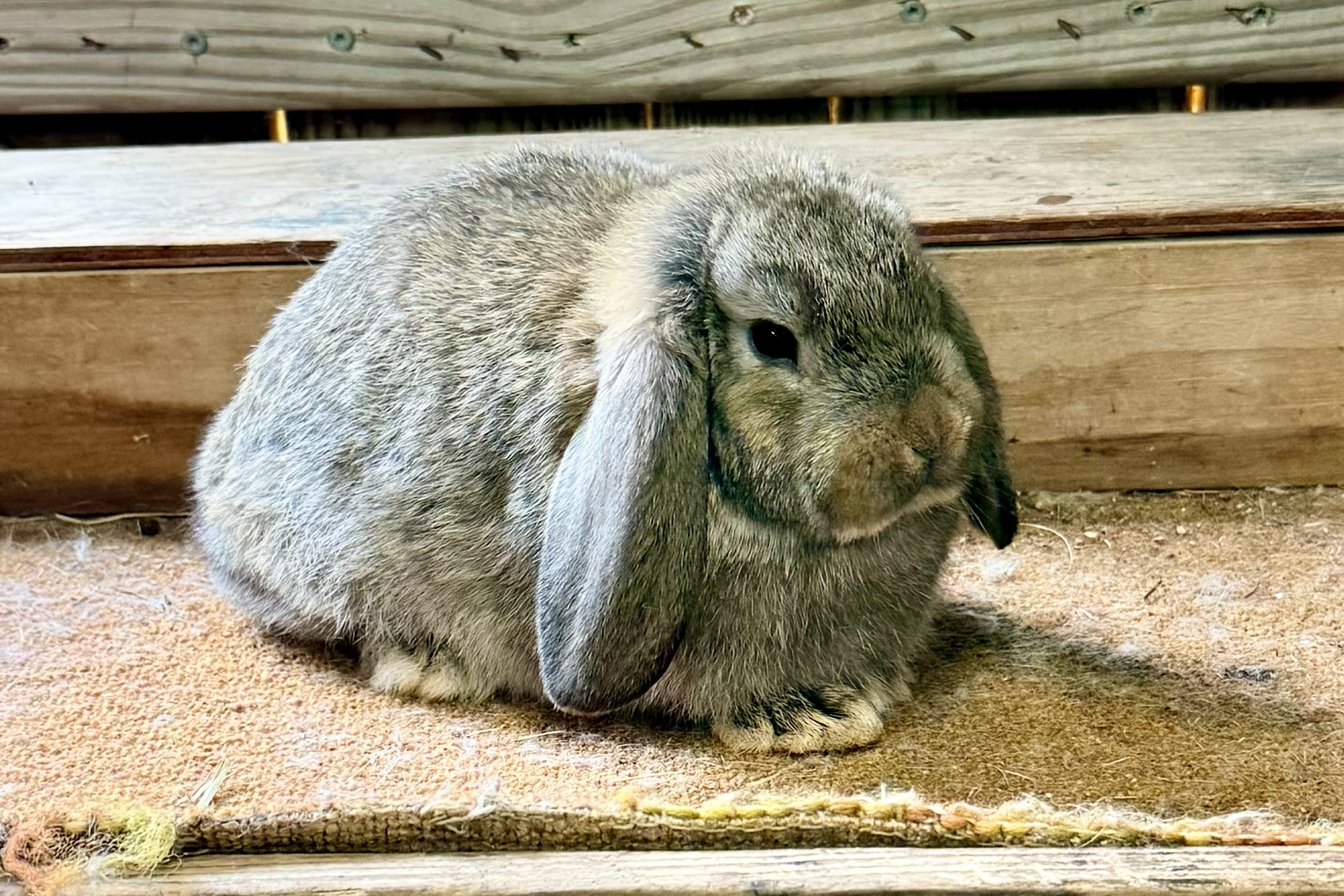 DACS2–Chestnut Mini Lop Doe