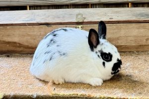 PH3– Broken Black Polish Doe