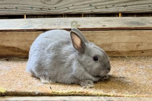 AN1– Lilac Polish Buck