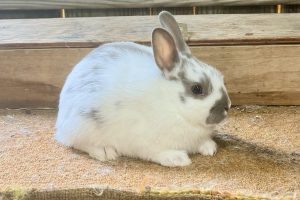 AN2– Broken Lilac Polish Doe