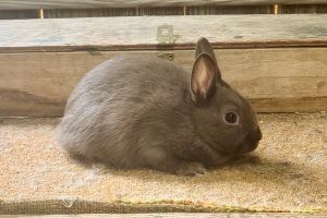 AN3– Chocolate Polish Buck