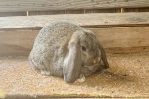 MGO2– Chestnut Mini Lop Doe