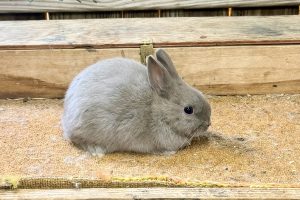KN3– Lilac Polish Buck