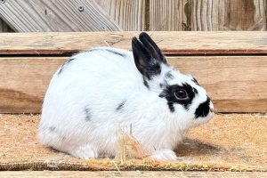 KTN1– Broken Black Polish Buck
