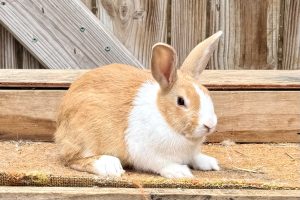 GP1– Golden Yellow Dutch Buck
