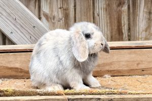 HY1– Blue/Fawn Harlequin Holland Lop Buck