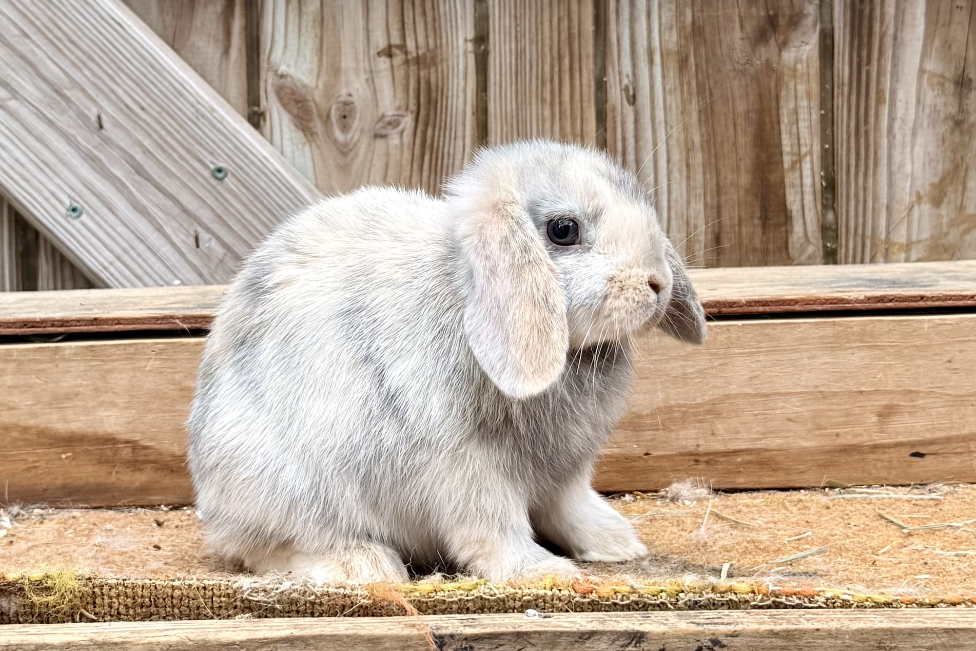 HY1– Blue/Fawn Harlequin Holland Lop Buck