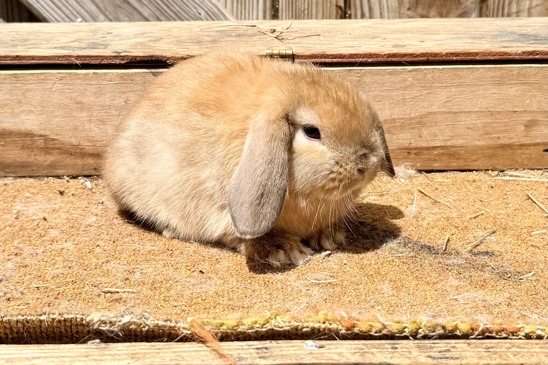 RP2- Tort Otter Holland Lop Buck