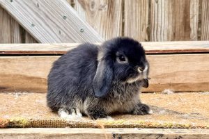RP1– Black Otter Holland Lop Buck