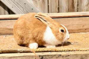 GP2–Golden Yellow Dutch Buck