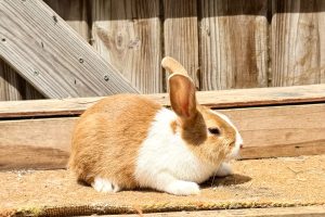 GP3– Golden Yellow Dutch Buck