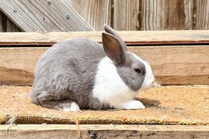 BS4– Lilac Dutch Doe