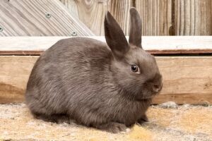 PA5– Chocolate Polish Doe