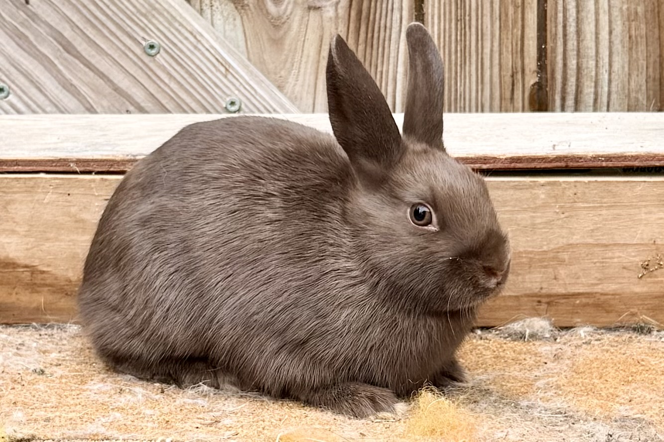 PA5– Chocolate Polish Doe