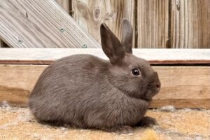 PA1–Chocolate Polish Doe