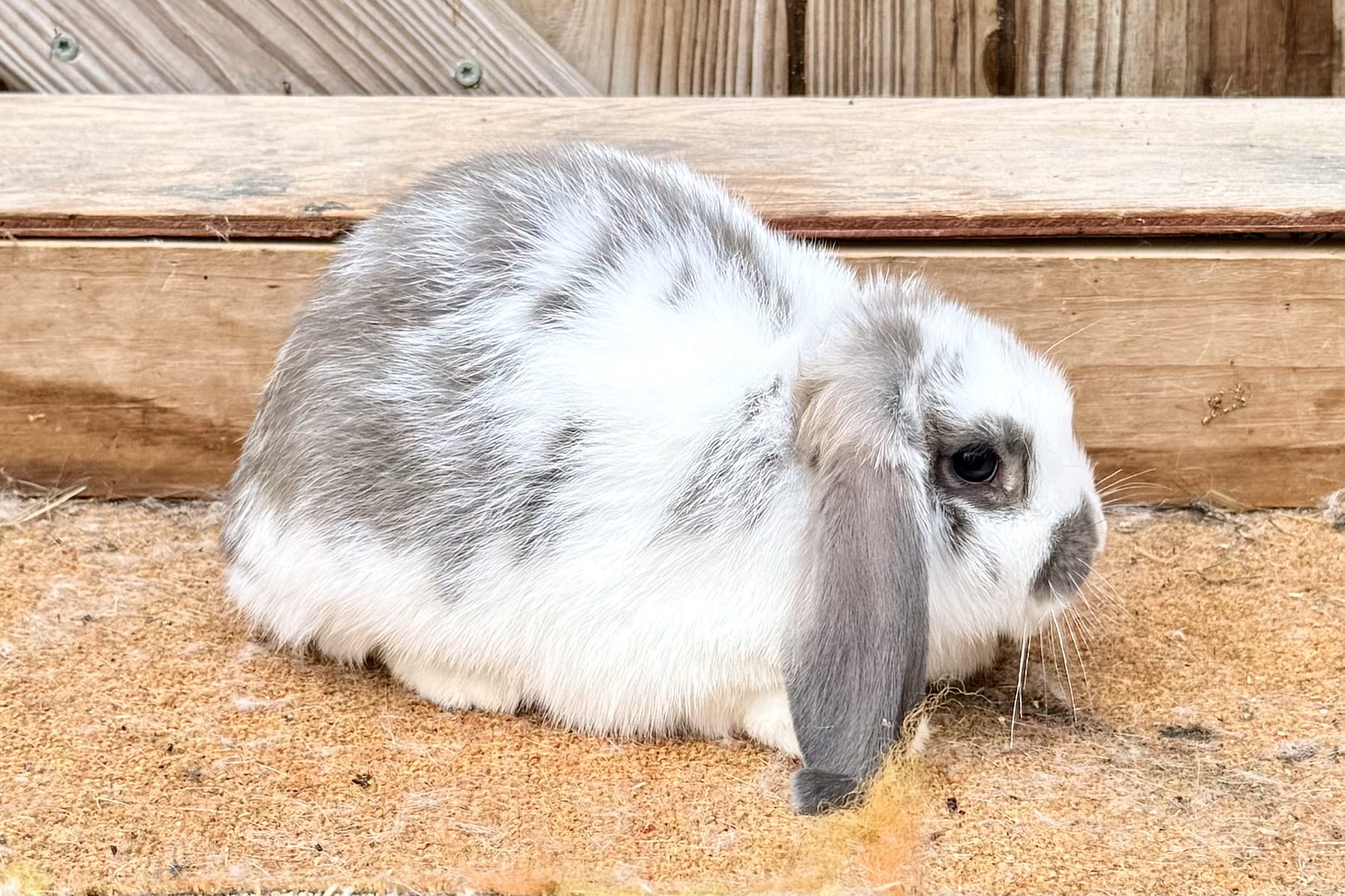SDPF1– Broken Gold Tip Blue Steel Mini Lop Buck