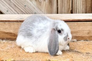 SDPF2–Broken Blue Chinchilla Mini Lop Doe
